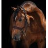 Licol Rambo Micklem Horseware - Marron
