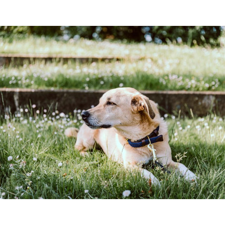 Halsband voor hond Gevlochten Nylon Kentucky