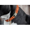 Collier pour chien Velvet Kentucky - Orange