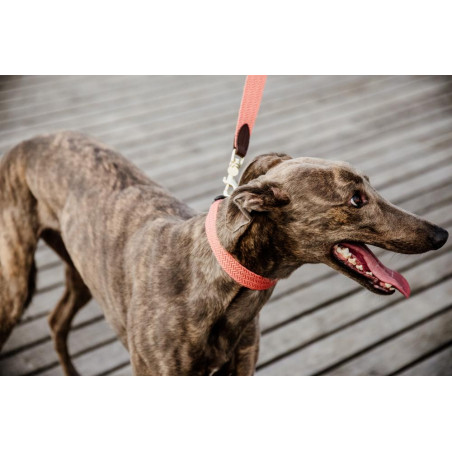 Halsband voor honden Jacquard Kentucky