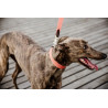 Halsband voor honden Jacquard Kentucky - Terracotta