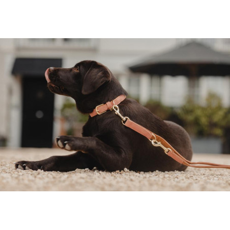 Halsband voor hond Vegan Leather Kentucky