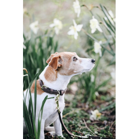 Collier pour chien Velvet Leather Kentucky
