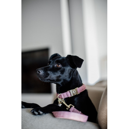 Hondenhalsband Wool Kentucky