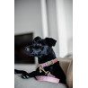 Collier pour chien Wool Kentucky - Rose clair