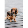 Collier pour chien Wool Kentucky - Bleu clair