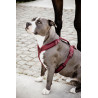 Harnas voor honden Active Velvet Kentucky - Bordeaux