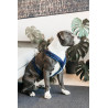 Harnas voor honden Active Velvet Kentucky - Marine