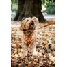 Harnais pour chien Active Velvet Kentucky - Orange