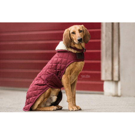 Manteau pour chien Original Kentucky