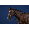 Bridon Hackamore US Collection by Dy'on - Brun