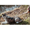 Laisse Pour Chien Ajustable Dy'on - Brun