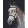 Bridon Collegiate Cavesson IV - Noir