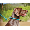 Halsband voor honden Weatherbeeta rond leer - Blauwgroen