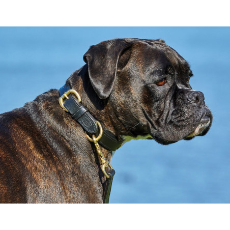 Hondenhalsband leer Weatherbeeta