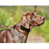 Collier pour chien cuir Weatherbeeta - Marron