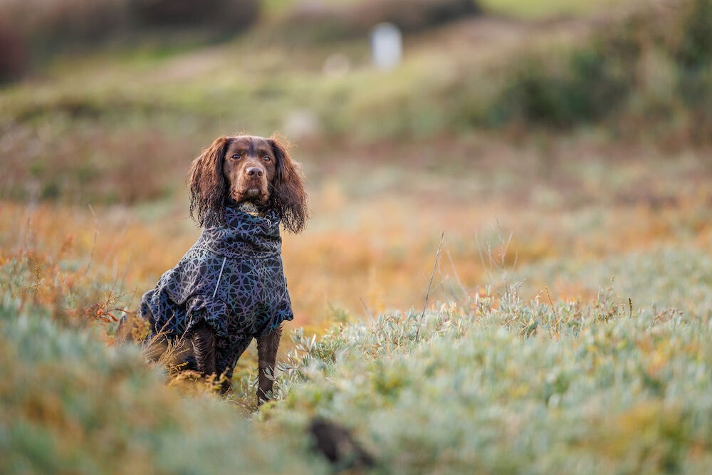 Reflecterende Weatherbeeta ComFitec hondendeken Reflecterend zwart