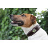 Halsband voor hond Jump'In - Mahonie