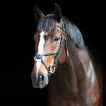 Bridon à muserolle croisée Prescott Horze