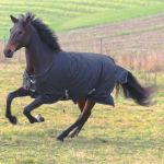 Dekken RugBe IceProtect 200 Covalliero