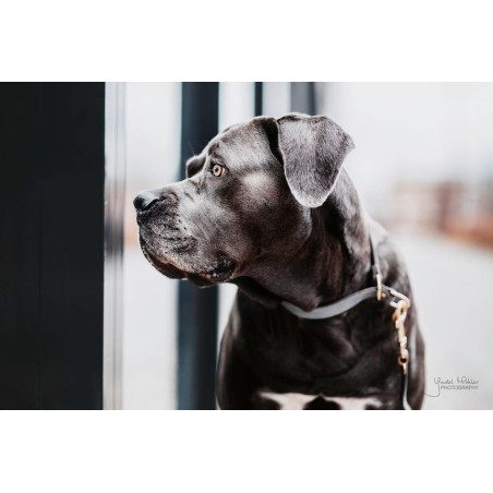 Halsband voor hond Loop Kentucky