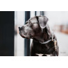 Halsband voor hond Loop Kentucky - Grijs