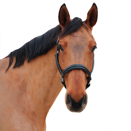 Halster Canter Mylord