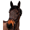 Bridon Canter Club - Bruin