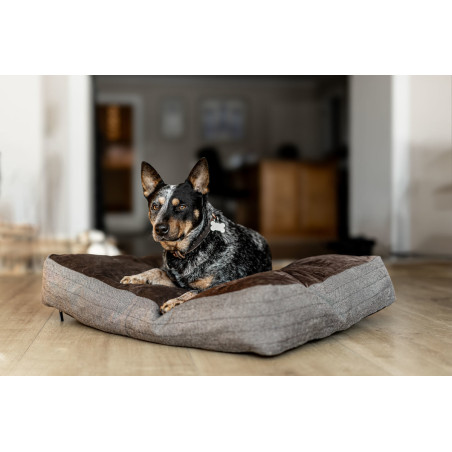 Coussin rectangulaire chien HFI