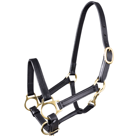 Licol en cuir Star poulain