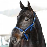 Licol Yankee Finn-Tack Pro nylon avec muserolle ouverte