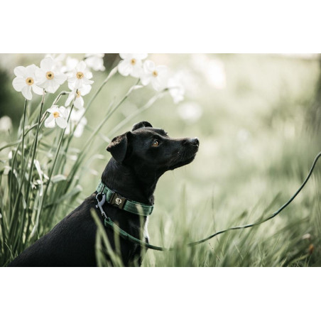 Laat Kentucky voor hond Hagedis