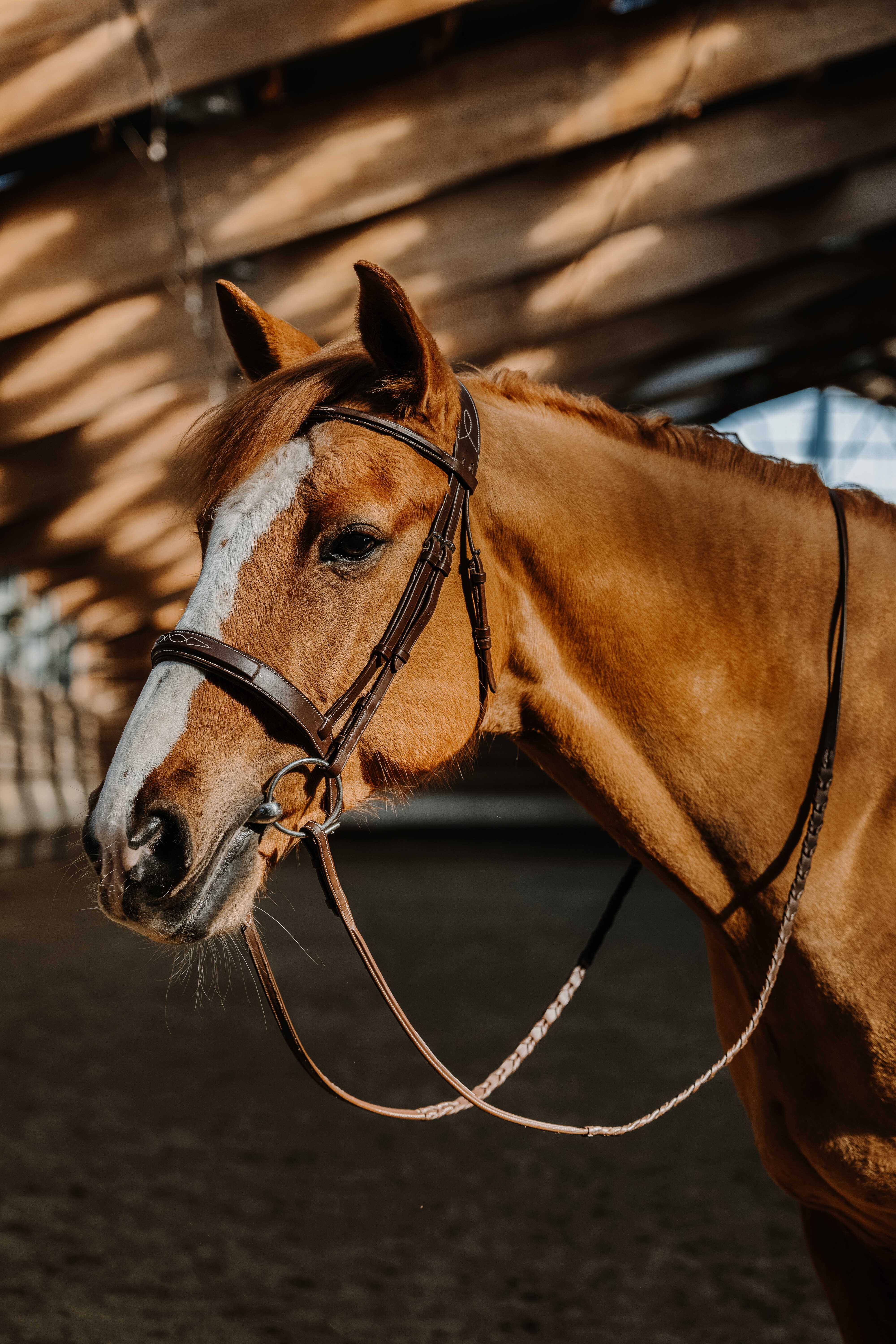 Bridon Norton Hunter Fancy Bruin