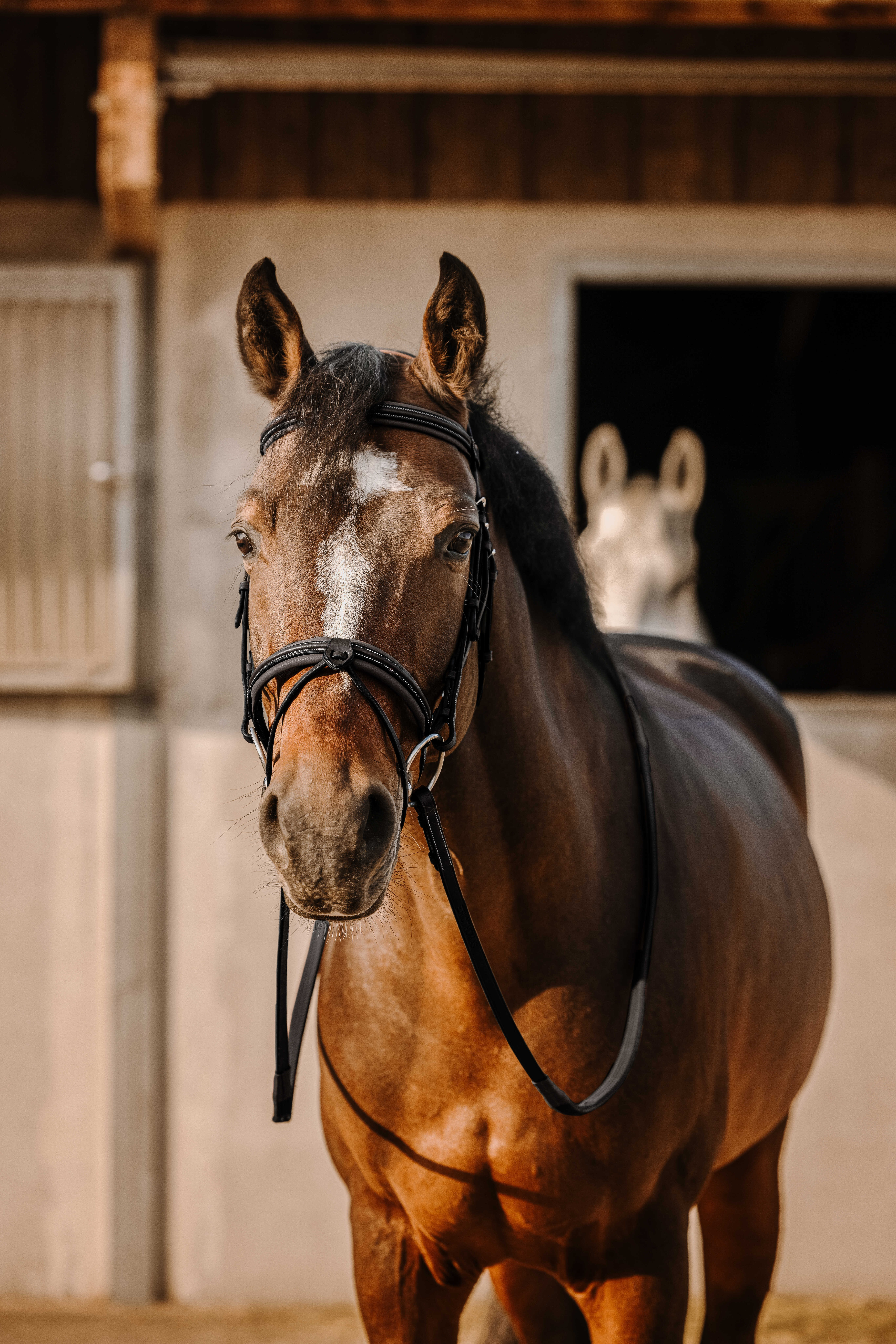 Bridon Eric Thomas Werk Zwart