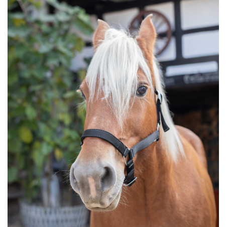 Norton Halster voor Trekpaard