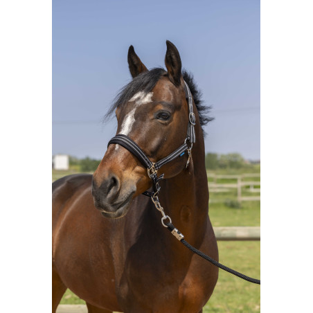 Halster Norton 4lines