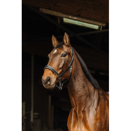 Leren halster Norton Rock