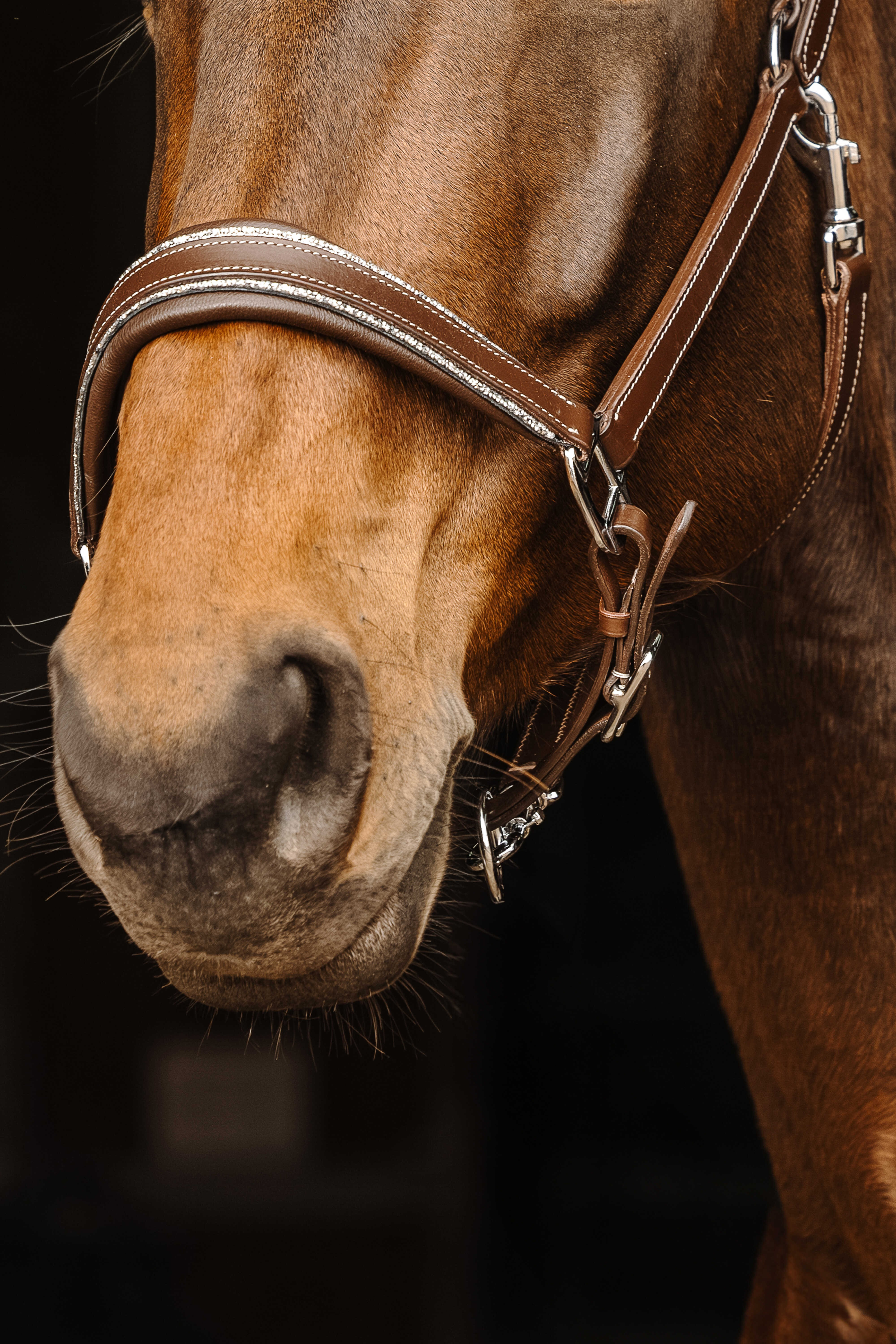 Leren halster Norton Rock Havana Bruin