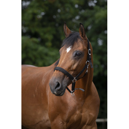 Licol Norton nylon doublé néoprène