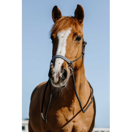 Ethologisch halster + Norton Fancy teugels