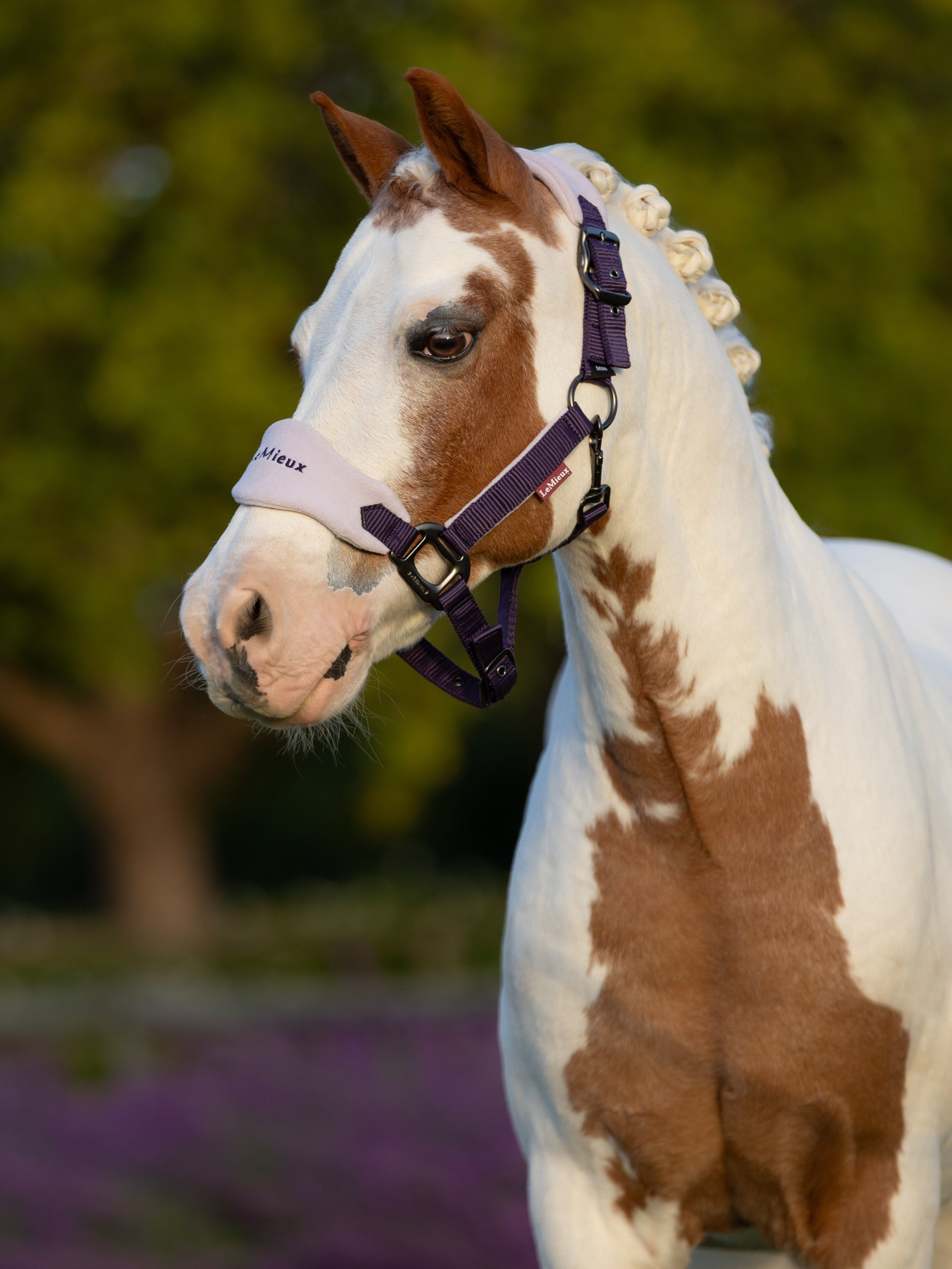 Halster schapenvacht Vogue Mini LeMieux met halstertouw Juniper Violet