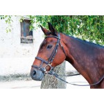 Muserolle mixte française / allemande T de T