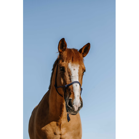 Ethologisch halster Norton Nylon