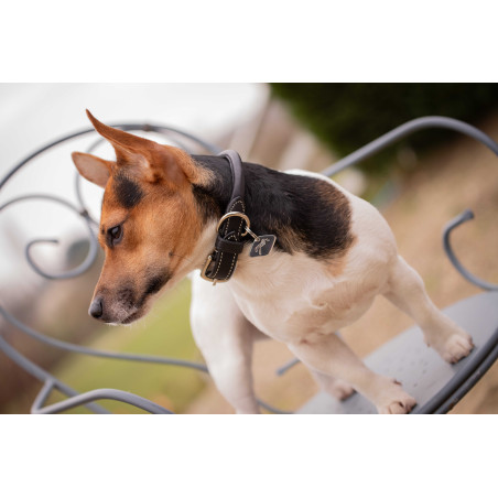 Halsband voor hond Pénélope Olie