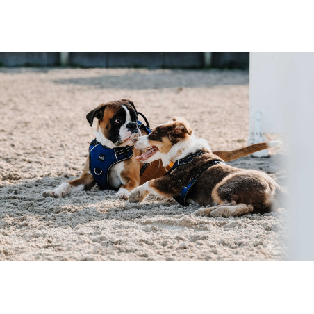 Harnais pour chien Riding World Simba