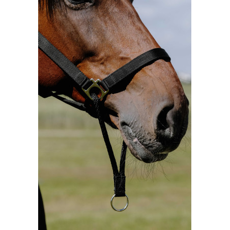 Norton Educatief Halster