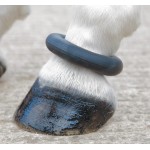 Pasternring Shires