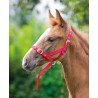 Licol de présentation foal Shires - Rouge