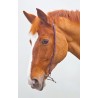 Mors chifney Blenheim Shires - Havana