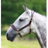 Licol en cuir Blenheim Shires - Havane
